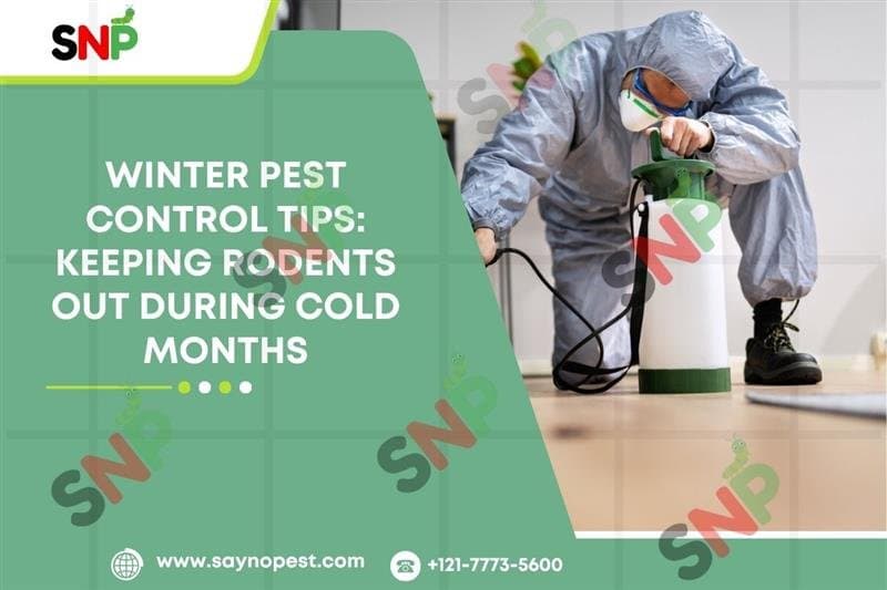 Winter Rodent Pest Control: Keep Them Out Safely