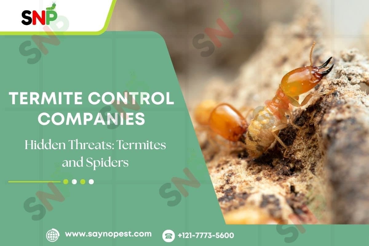 Termite Control Companies: Hidden Home Threats