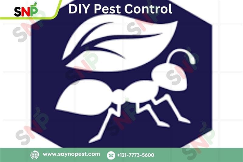 Top DIY Pest Control Products That Work