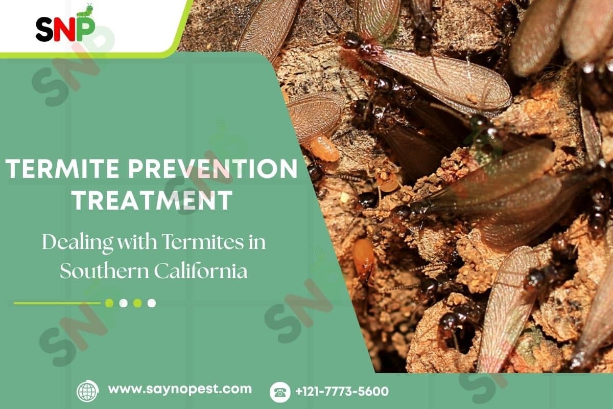 Termite Prevention Treatment in Southern California