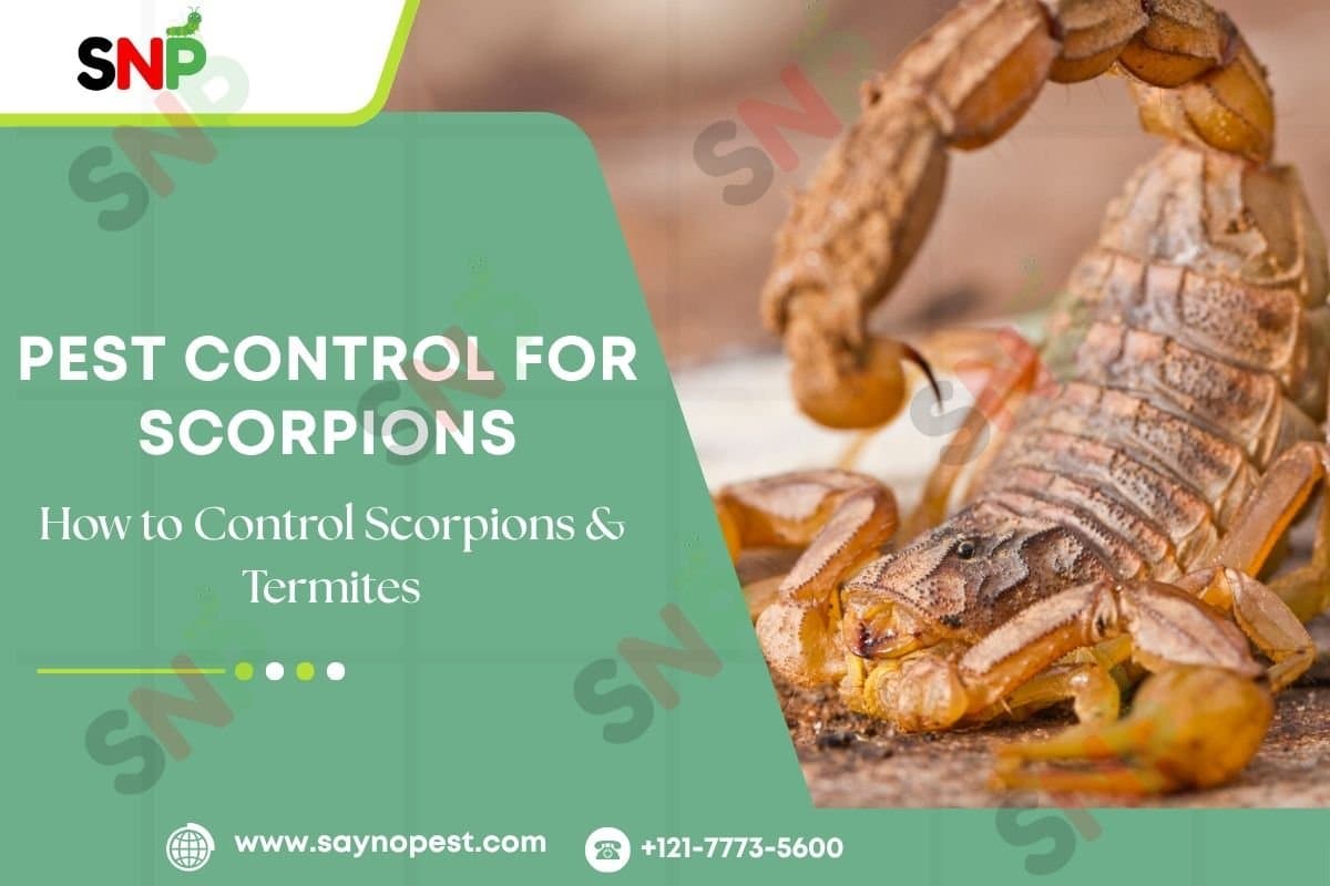 Scorpions & Termites in Phoenix | Termites Control Services