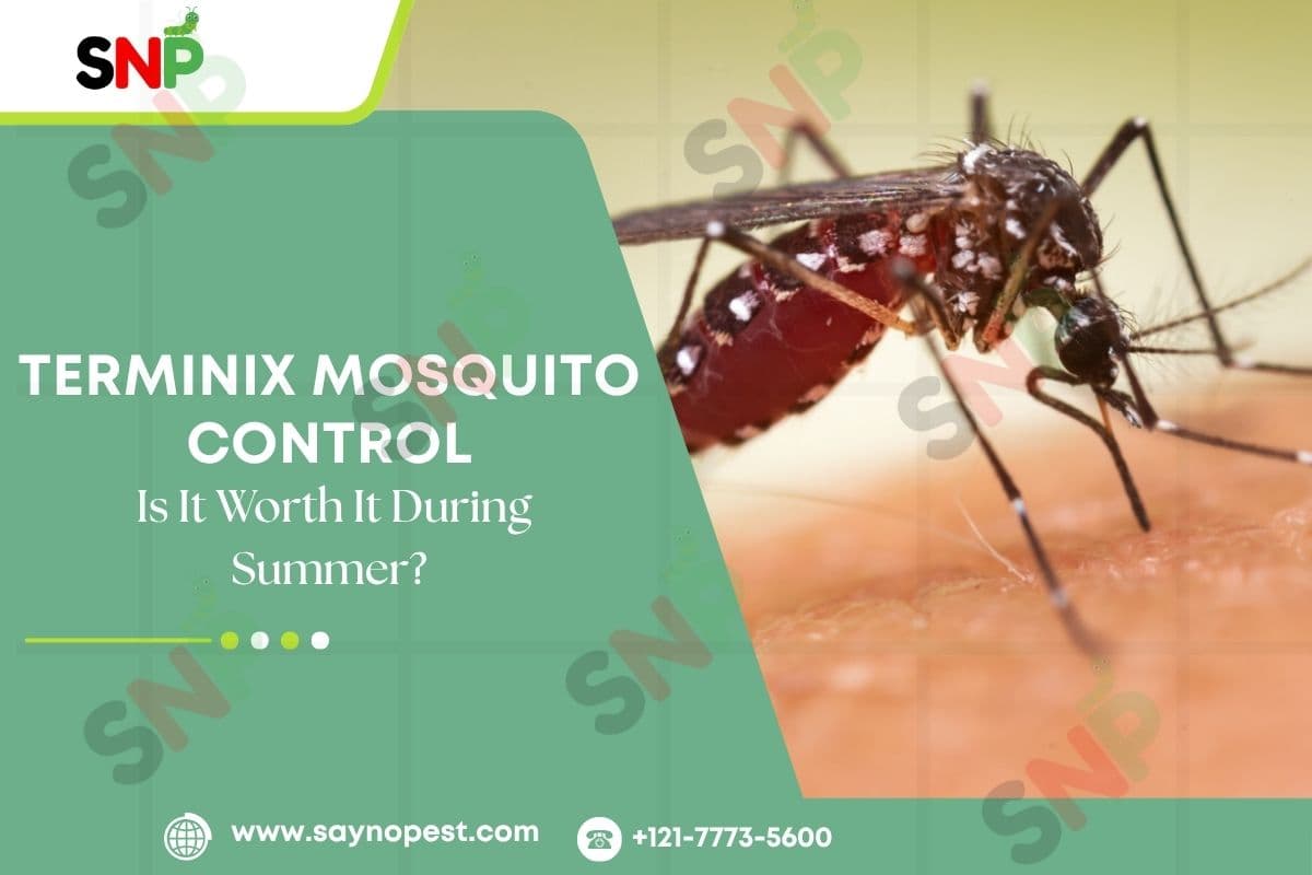 Terminix Mosquito Control: Summer Protection