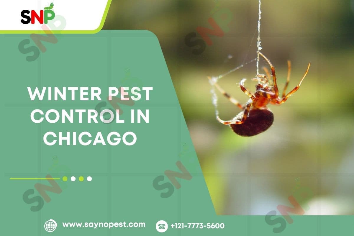 Winter Pest Control in Chicago | Spider Control Companies