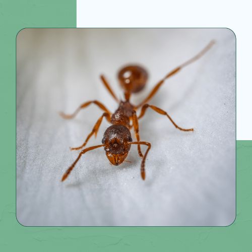 Ants