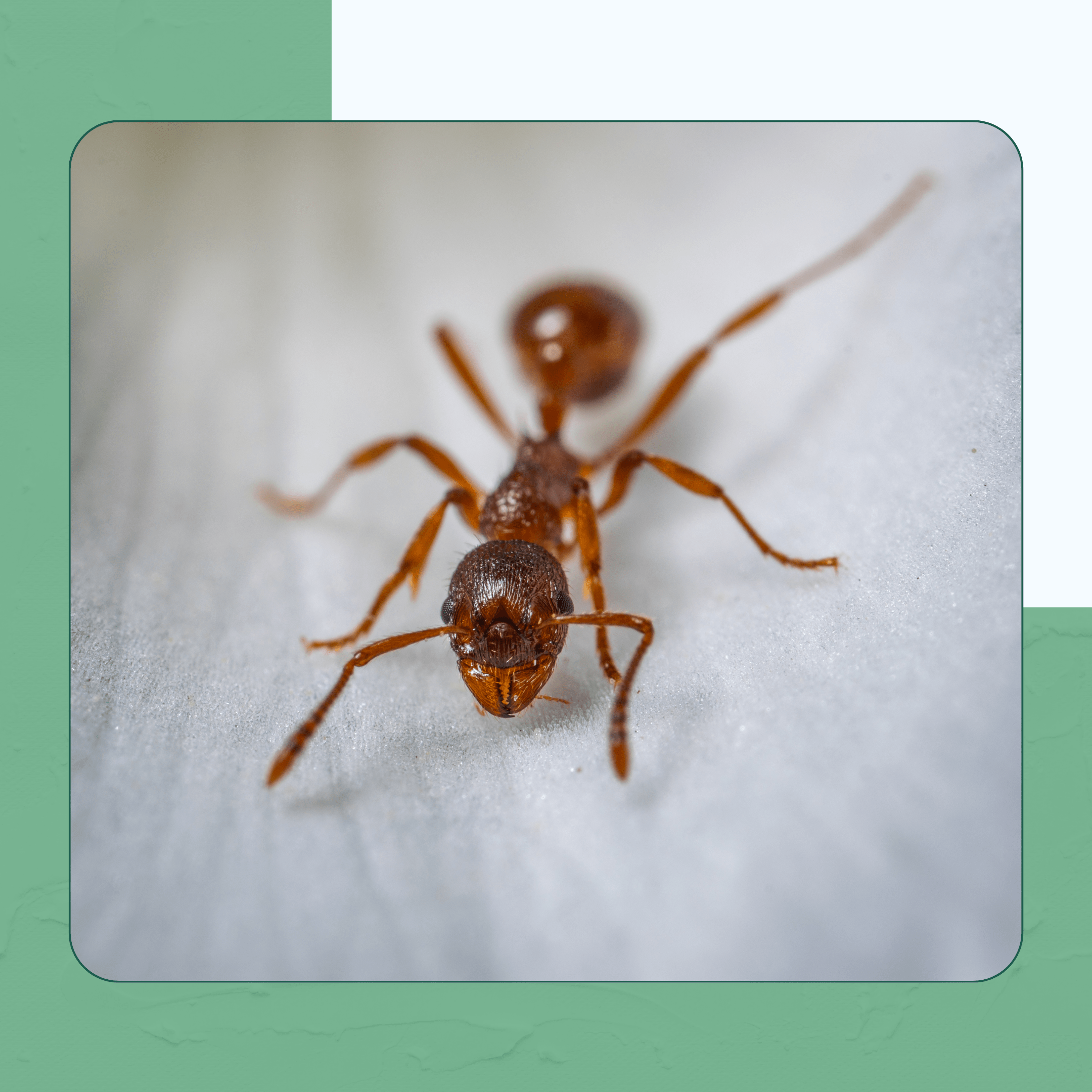 Ants