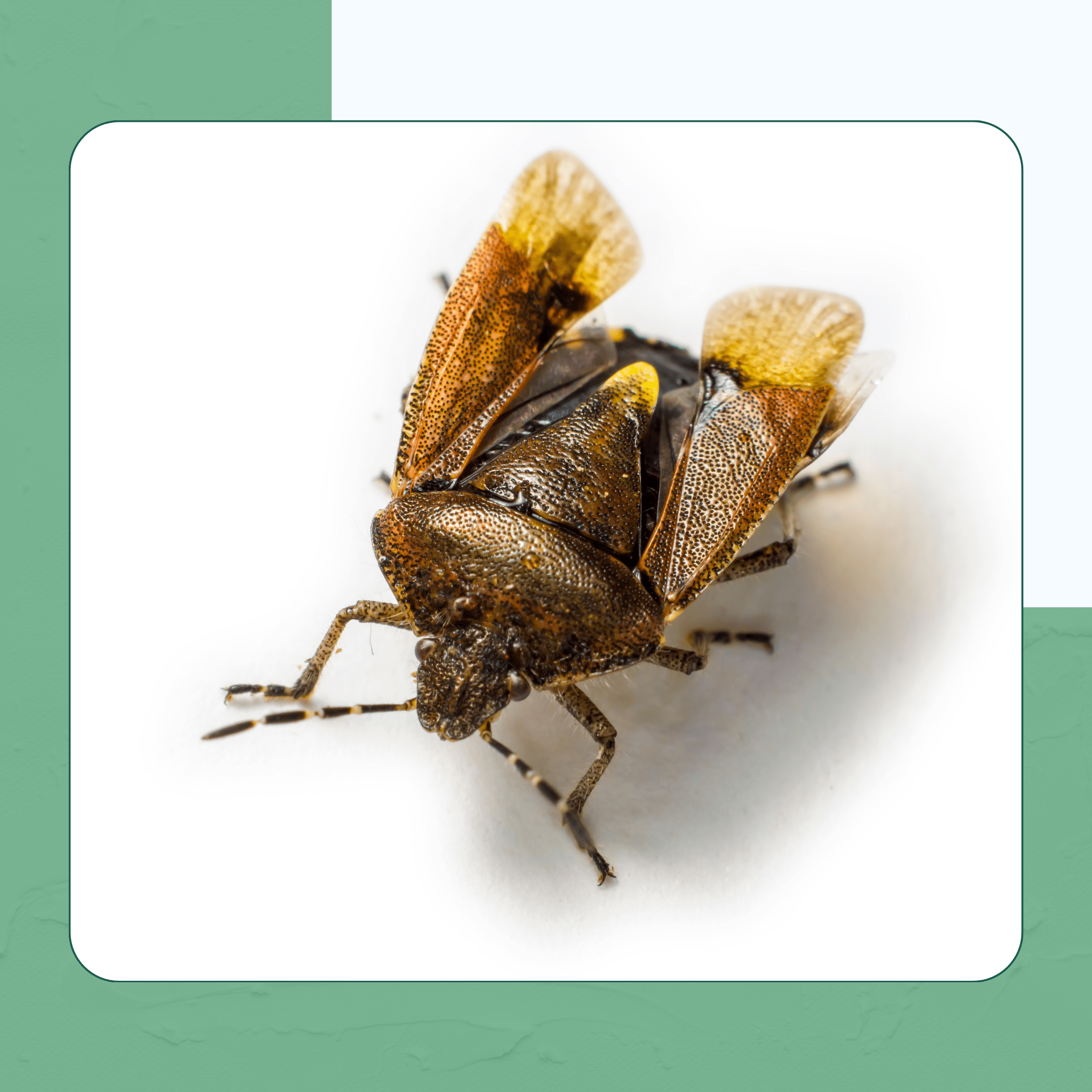 Bugs