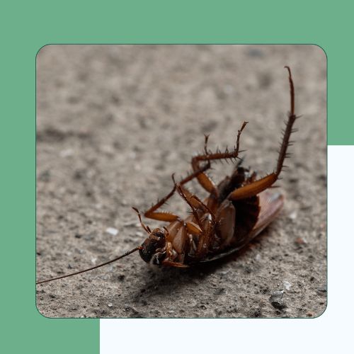 Cockroaches
