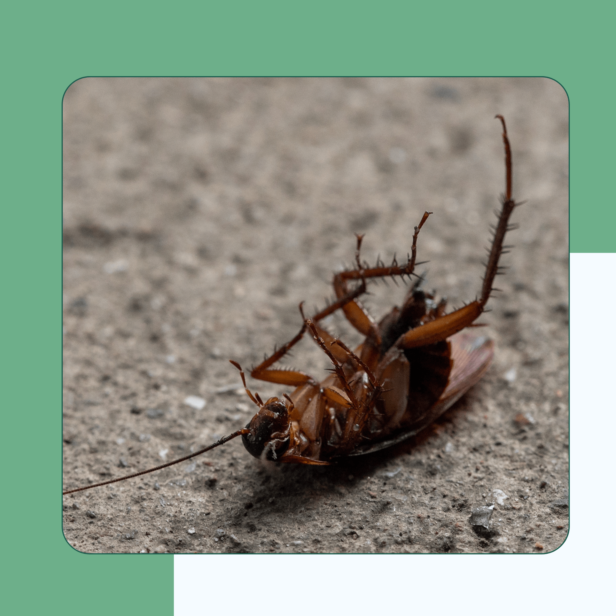 Cockroaches