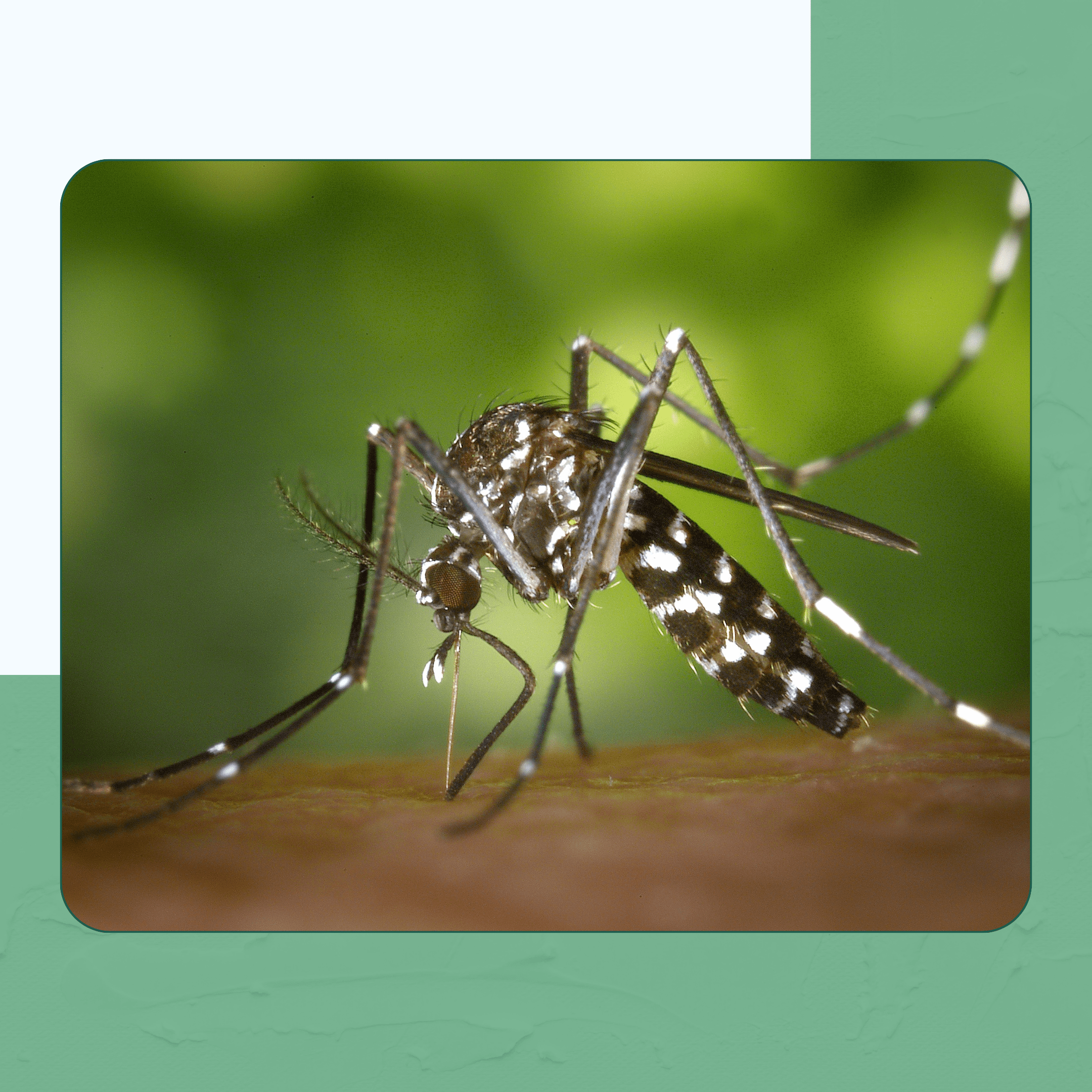 Mosquitoes