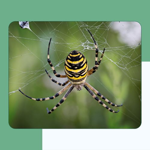 Spiders
