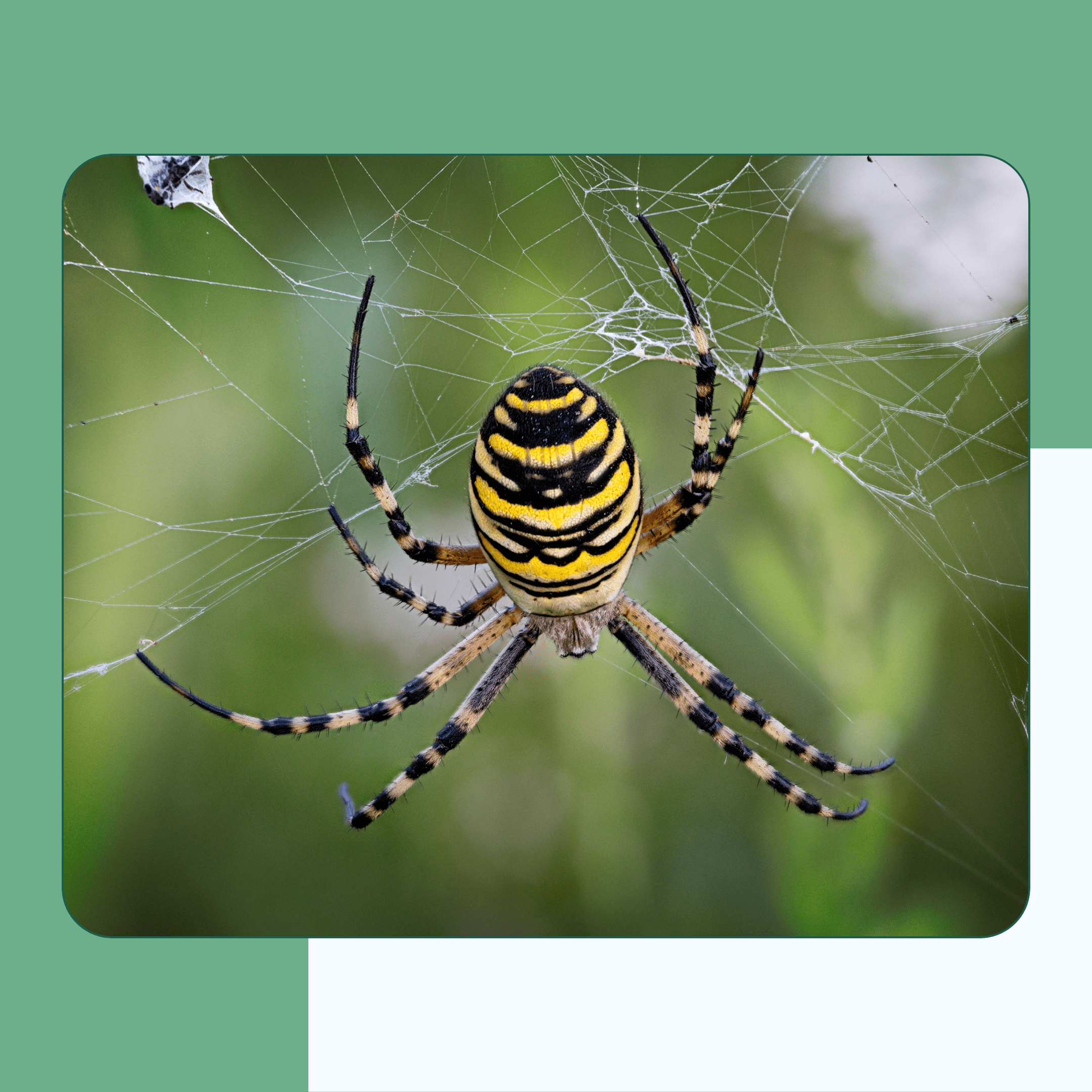 Spiders